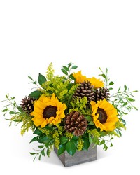 Harvest Sunburst from Brennan's Secaucus Meadowlands Florist 